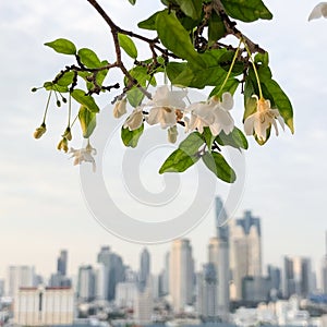 White flowers foreground, blurred skyscrapers background, Bangkok