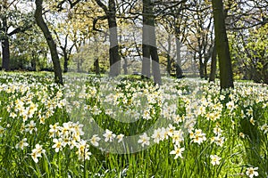 White flowers in the forest