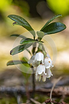 White flowers of forest blueberries. A small flowering shrub in a pine forest