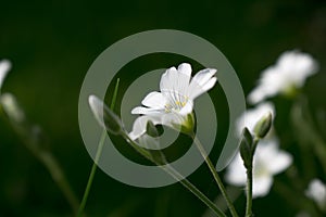 White flowers on a forest lawn