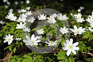 White flowers of forest snowdrops Anemone uralensis