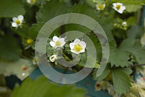 White flowers of Fragraria ananassa plant