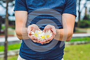 White flowers frangipani plumeria in men`s hands