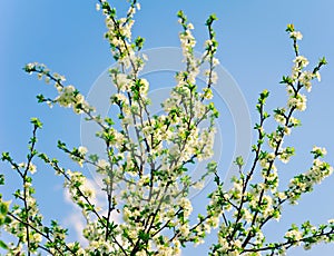 White flowers of freshness blossom tree on a sky backgrounds