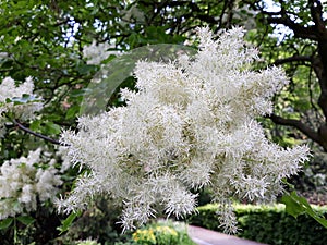 White flowers of Fringe tree Chionanthus Virginicus