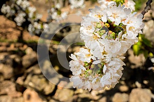 White flowers of fruit tree