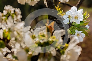 White flowers of fruit tree