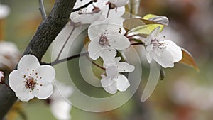 White flowers on fruit tree