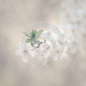 White flowers of fruit tree