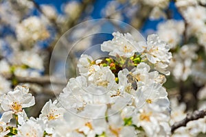 White flowers of fruit tree and a bee