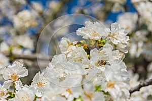 White flowers of fruit tree and a bee