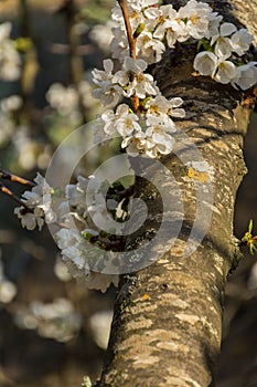 White flowers of fruit tree on a branch