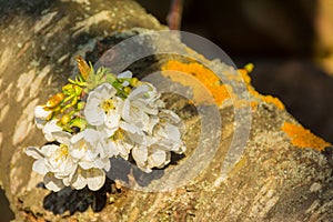 White flowers of fruit tree on a branch