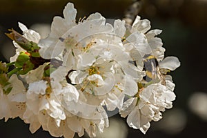 White flowers of fruit tree and a bumblebee