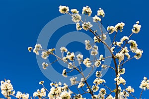 White flowers of fruit tree with sky