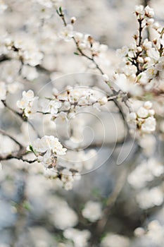 White flowers on fruit trees bloom in spring. The bee collects nectar. Cherry blossom, Apple tree, cherry. Blossoming garden