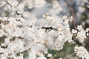 White flowers on fruit trees bloom in spring. The bee collects nectar. Cherry blossom, Apple tree, cherry. Blossoming garden