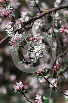 White flowers on fruit trees bloom in spring. The bee collects nectar. Cherry blossom, Apple tree, cherry. Blossoming garden