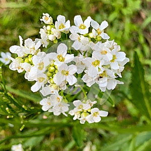 White flowers in the garden