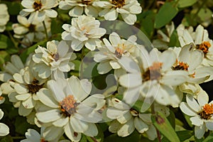 Weiß Blumen 