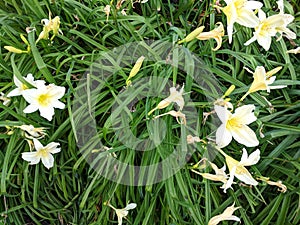 White Flowers in the Garden