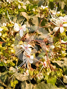 White flowers in the garden natural beautiful green leaf