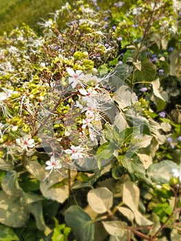 White flowers in the garden natural beautiful green leaf