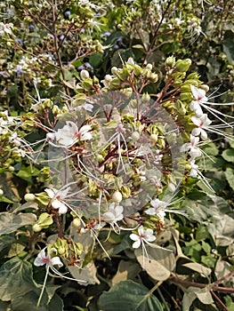 White flowers in the garden natural beautiful green leaf