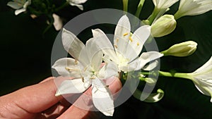 White flowers in the garden photo