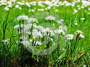 White flowers in garden photo