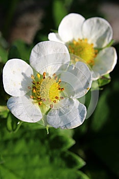 White flowers of garden strawberry, latin name Fragaria Ã— ananassa with bright yellow flower center