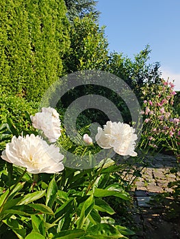 White Flowers in a Garden on a Sunny Spring Day in the Month of May