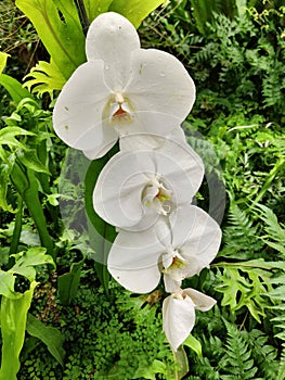 White flowers in garden Thailand natural
