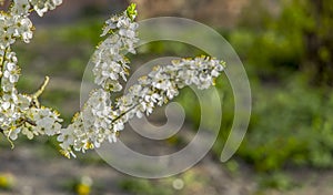 White flowers garden tree branch blossom season April spring time vivid colorful day with blurred nature background