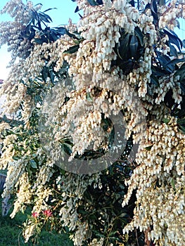 White flowers on garden tree. Feeling of sadness and satisfaction in spring day