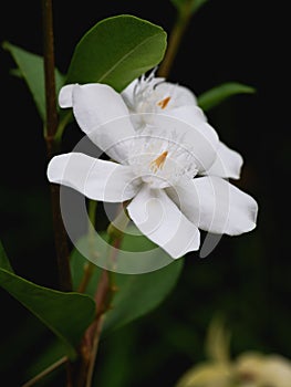White flowers of Gardenia Jasminoides