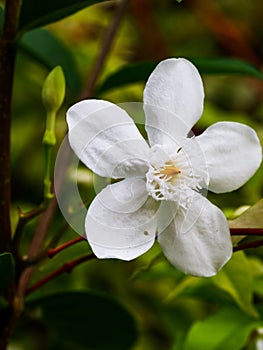 White flowers of Gardenia Jasminoides
