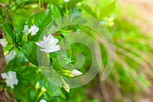 White flowers, Gardenia jasminoides Cape jasmine