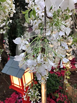 White Flowers at Gardens by the Bay Singapore photo