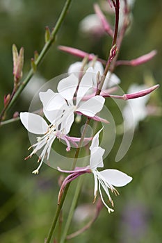 White flowers of gaura lindheimeri plant photo