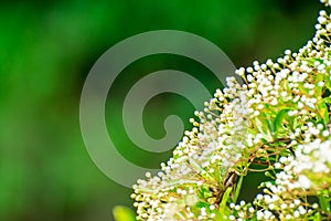 White flowers on green background