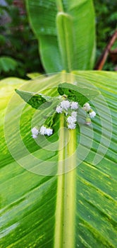 white flowers on green banana leaves in the morning look fresher