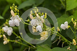 White Flowers of green bean on a bush. French beans growing on the field. Plants of flowering string beans. snap beans slices.