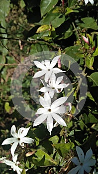 White flowers on green branch