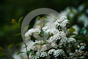 White flowers on green bush