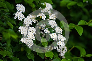 White flowers on green bush
