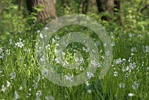 White flowers among green grass in a clearing in wild nature