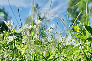 White flowers in the green grass on the meadow, the field. It's a sunny day. Selective focus, blurred background. Spring