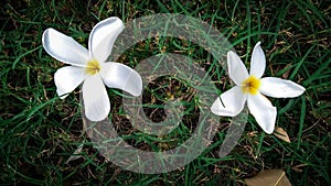 White flowers on green grass photo