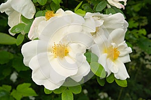 Closeup of white flowers of salvia cistus photo